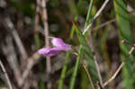 Jackson false foxglove